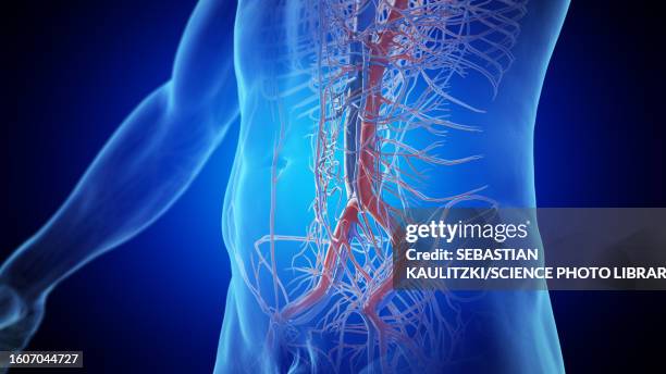 ilustrações de stock, clip art, desenhos animados e ícones de abdominal blood vessels, illustration - aorta