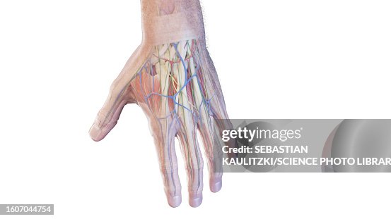 Hanmd Anatomy Of The Hand Illustration High-Res Vector Graphic - Getty Images
