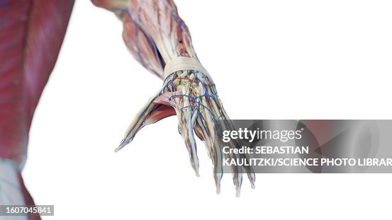Anatomy Of The Hand Illustration High Biology Diagrams