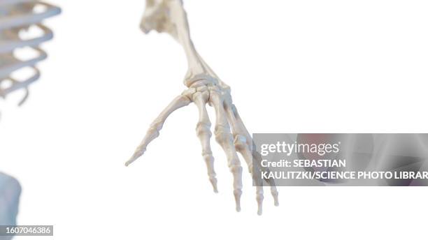 bones of the hand, illustration - skelett hand stock-grafiken, -clipart, -cartoons und -symbole