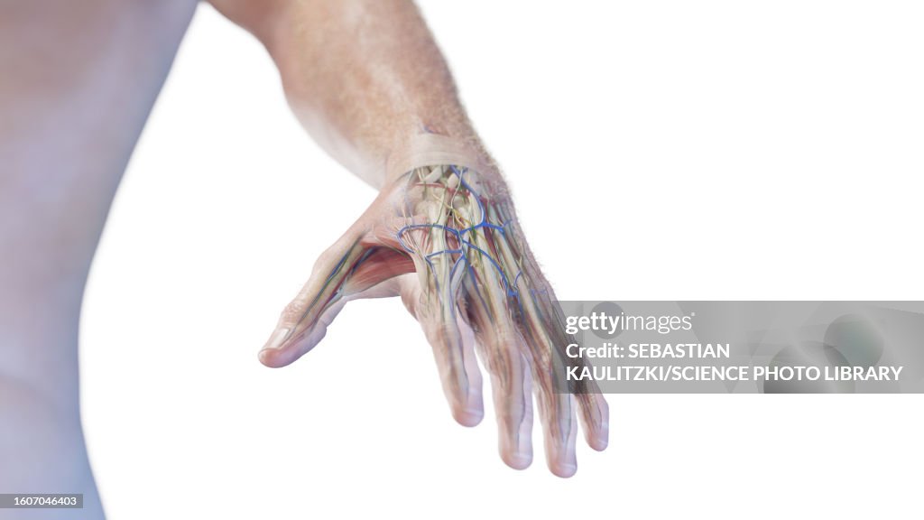 Anatomy Of The Hand Illustration High Biology Diagrams