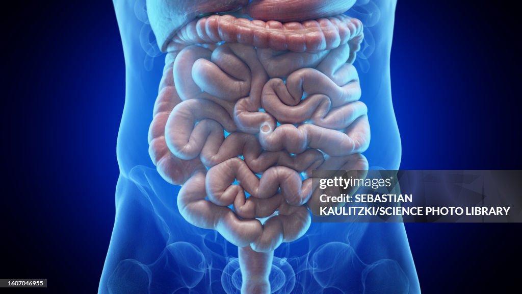 Inverted Intesitines Intestines Illustration High-Res Vector Graphic - Getty Images