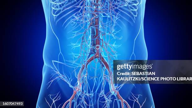 abdominal blood vessels, illustration - human vein stock illustrations