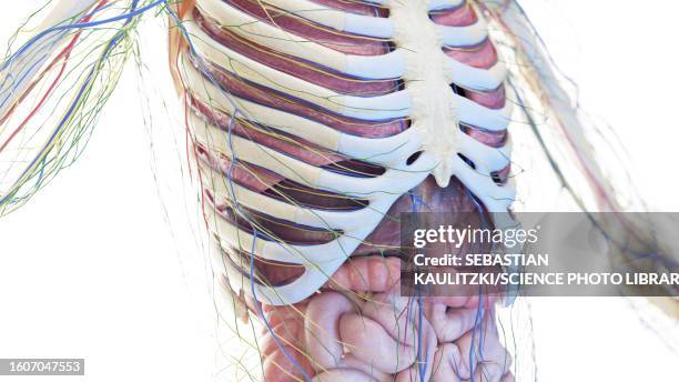 liver and thorax anatomy, illustration - thorax stock illustrations