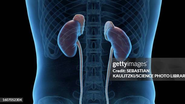 kidneys, adrenal glands and ureters, illustration - human kidney illustrations stock illustrations