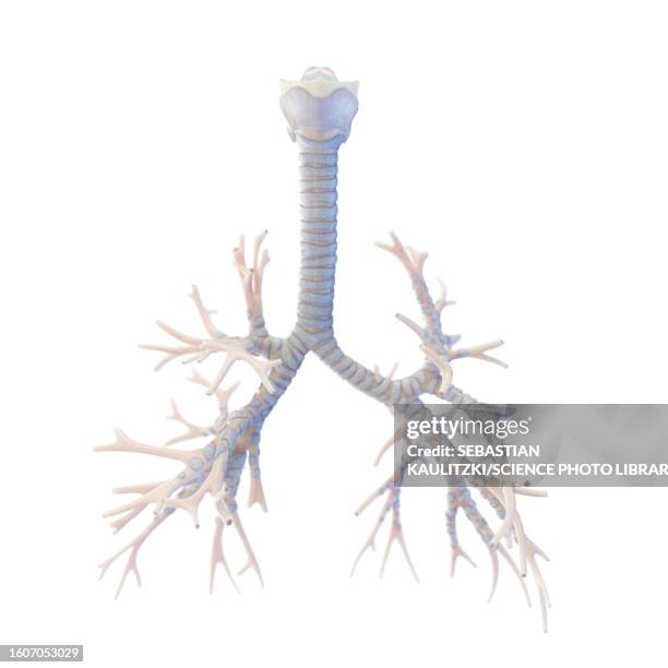 human bronchi, illustration - bronchus stock illustrations