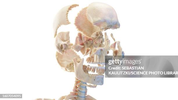 203 Exploded Anatomy Stock Photos, High-Res Pictures, and Images ...