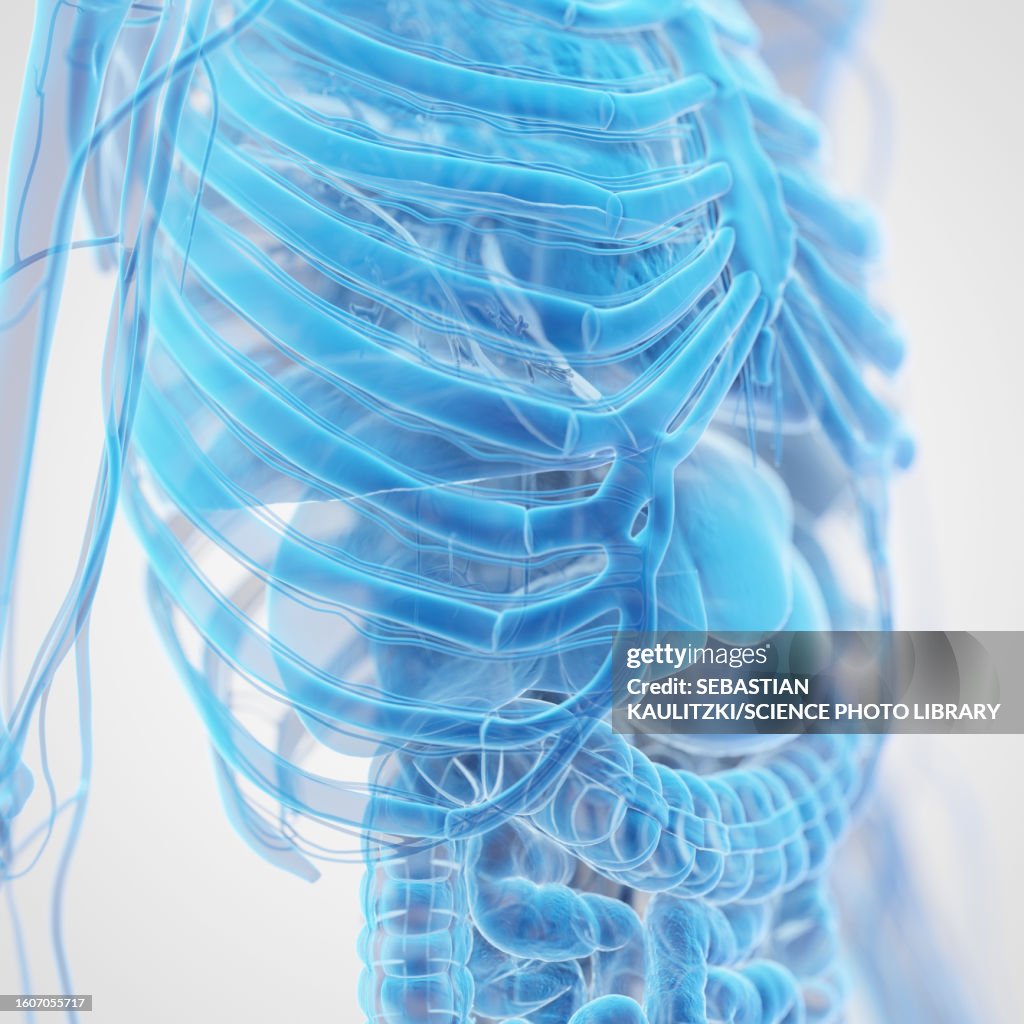 Thorax Anatomy Illustration High Biology Diagrams