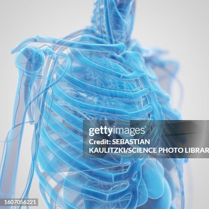 Thorax Anatomy Illustration High Biology Diagrams