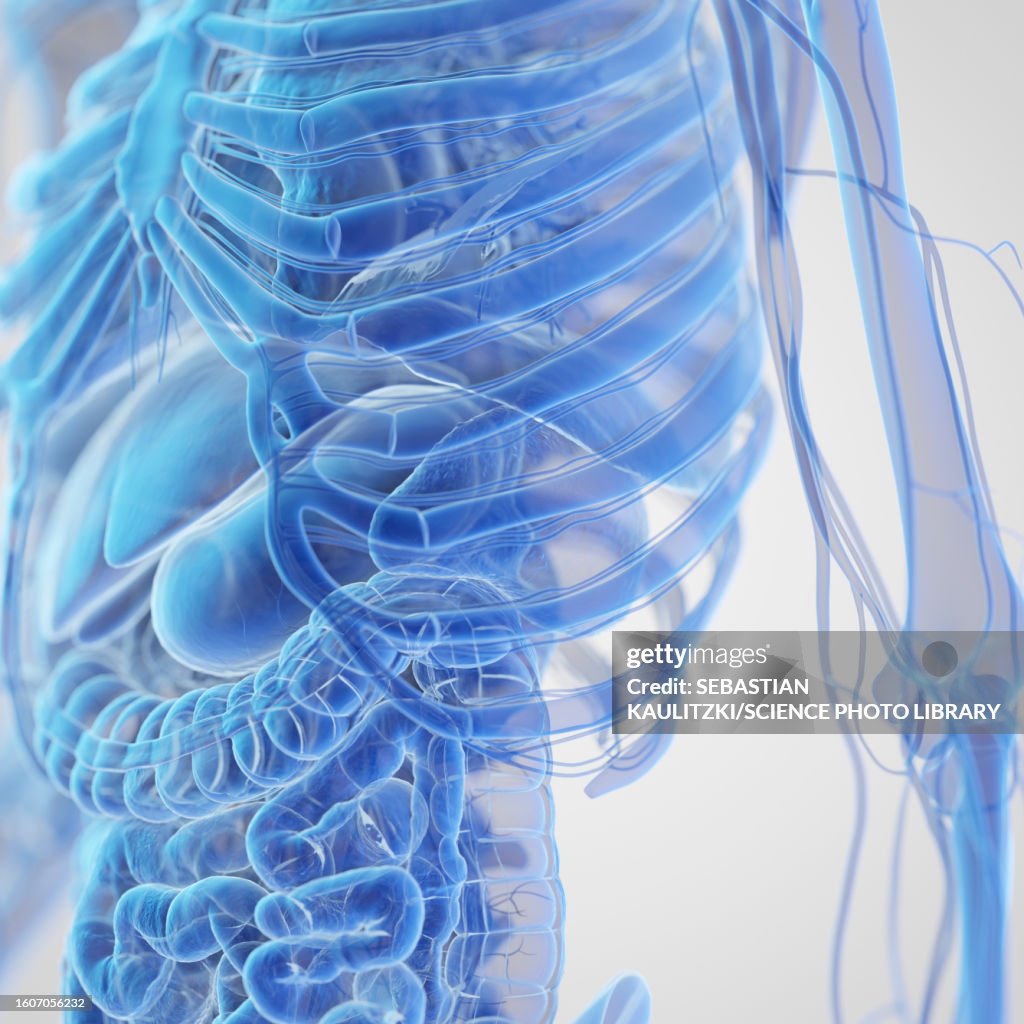 Thorax Anatomy Illustration High Biology Diagrams