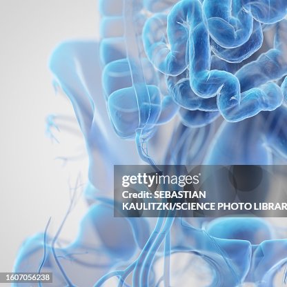 Inverted Appendix Drawing Appendix Illustration High-Res Vector Graphic - Getty Images
