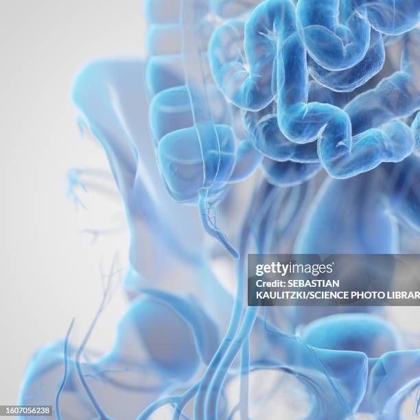 63 Appendix (Anatomy) Stock Photos, High-Res Pictures, and Images ...