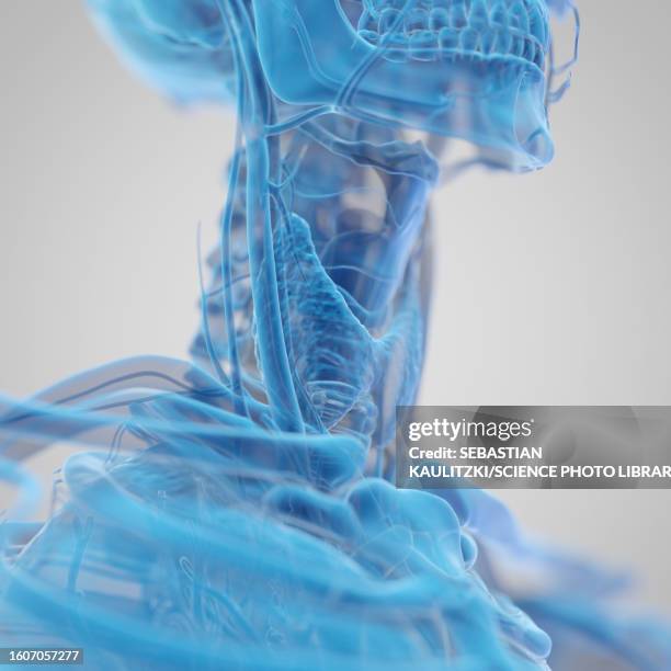 Neck Visual Neck Anatomy Illustration High-Res Vector Graphic - Getty Images