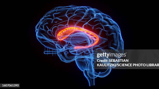 caudate nucleus, illustration - nucleus stock illustrations