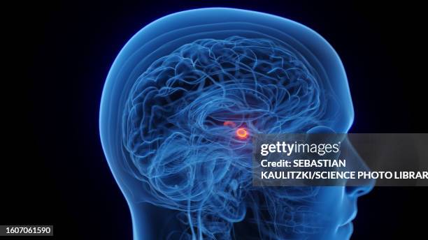 amygdala, illustration - amygdala stock illustrations