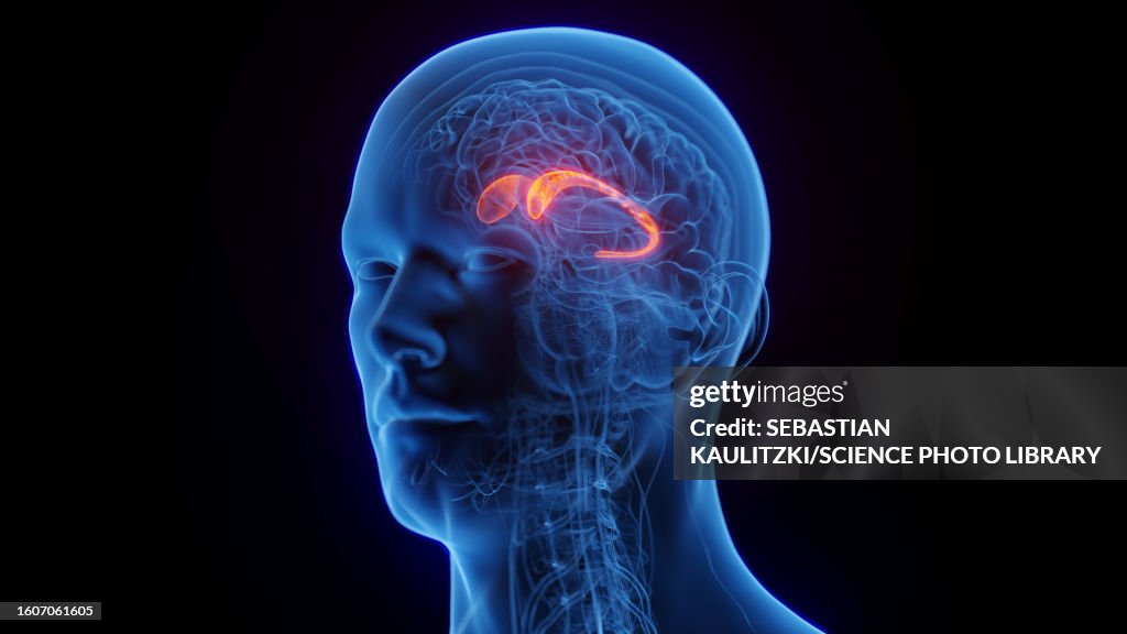 Caudate nucleus, illustration