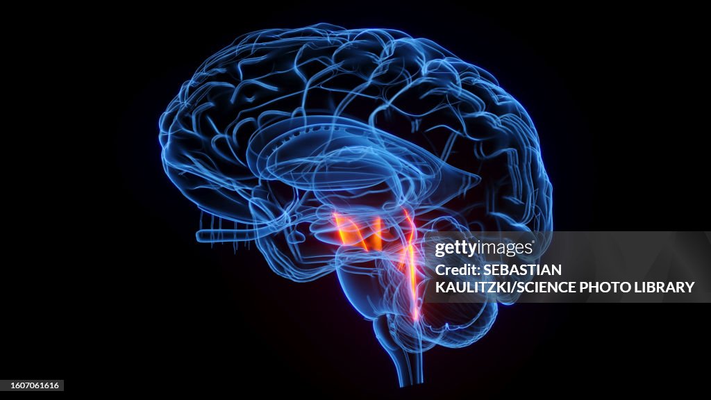 Cerebral peduncle, illustration
