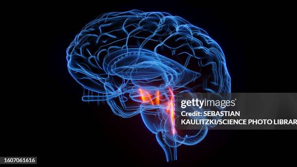 cerebral peduncle, illustration - oculomotor nerve stock illustrations