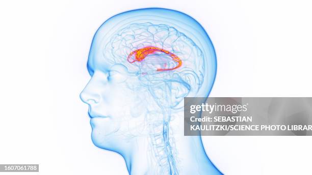 caudate nucleus, illustration - human brain lateral stock illustrations