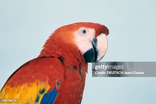Parrots. Prise de vue latérale d'un perroquet-partie haute- de plumage au colori rouge sur la tête et la naissance du corps, avec des tons jaunes et...