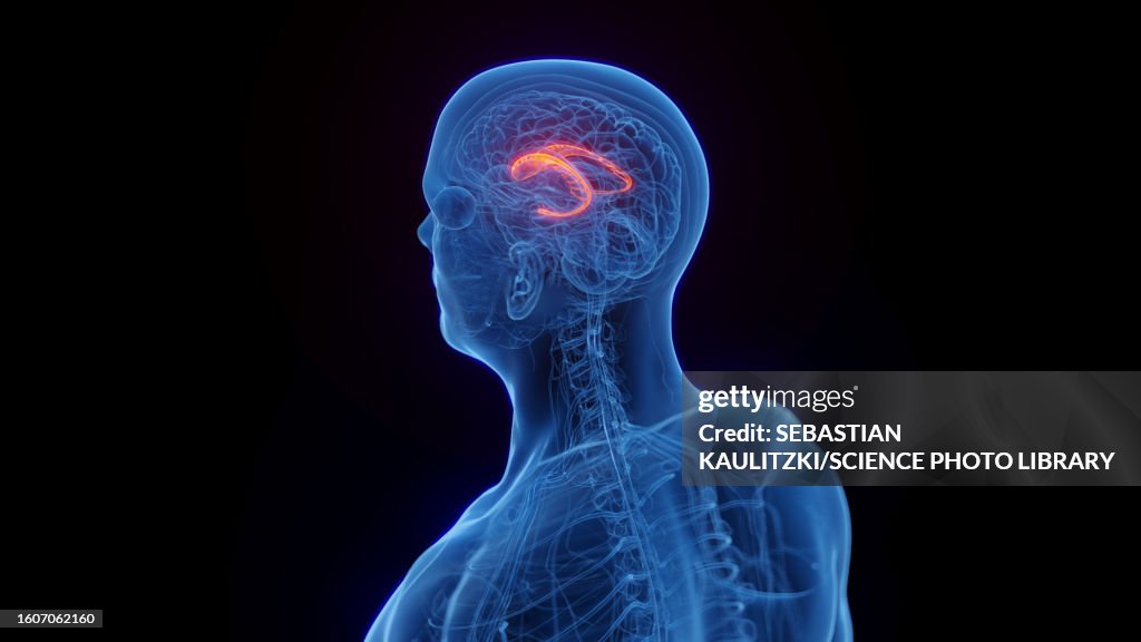 Caudate nucleus, illustration