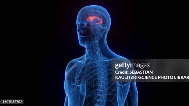 caudate nucleus, illustration - visual learning stock illustrations