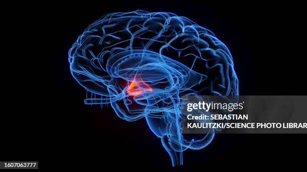 hypothalamus, illustration - homeostasis stock illustrations