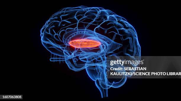 lateral globus pallidus, illustration - relay stock illustrations