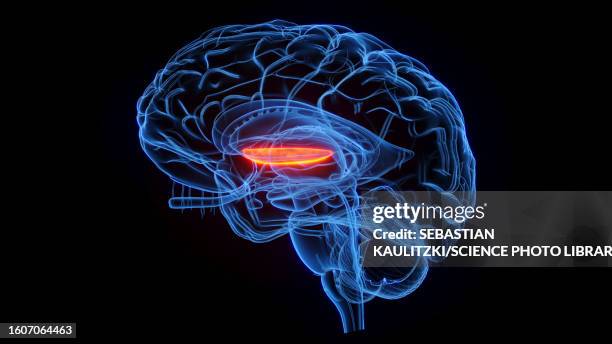 ilustrações de stock, clip art, desenhos animados e ícones de medial globus pallidus, illustration - neurotransmissor