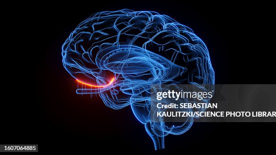 Olfactory nerve, illustration Olfactory nerve, illustration