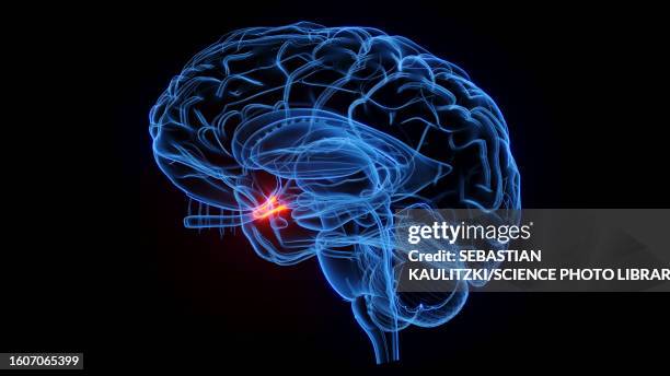 optic chiasm, illustration - limbic system stock illustrations