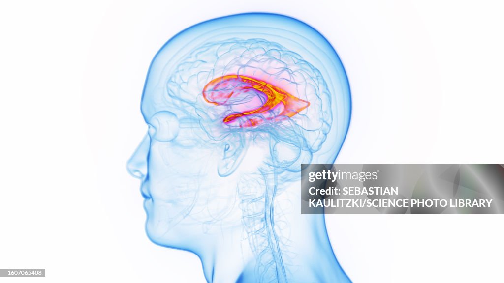 Lateral ventricle, illustration