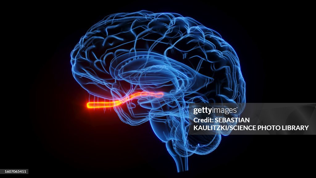 Optic nerve, illustration