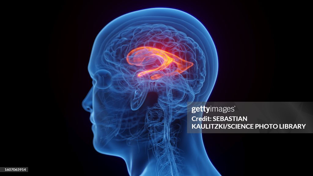 Lateral ventricle, illustration