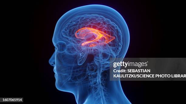 lateral ventricle, illustration - choroid plexus stock illustrations