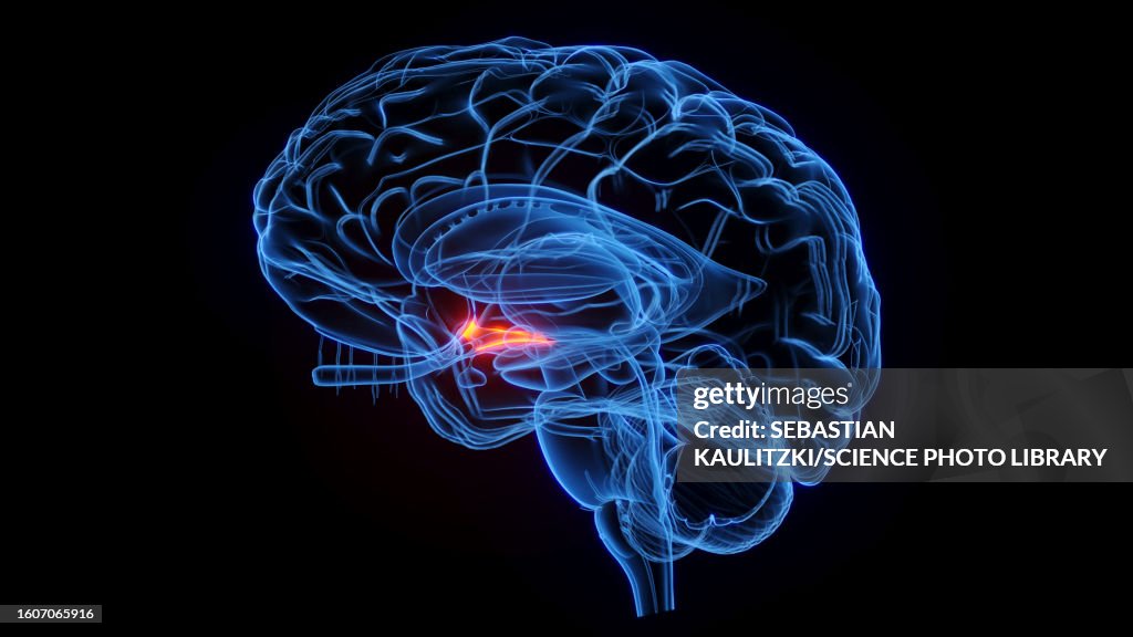 Optic tract, illustration