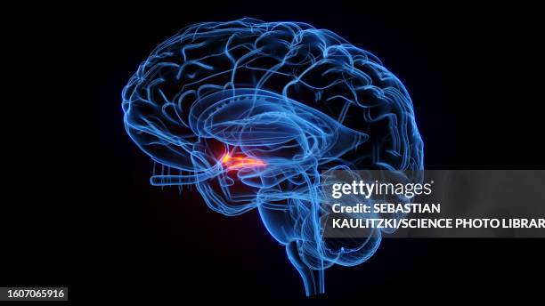 High Power View Visual Cortex Microscope Visual Cortex