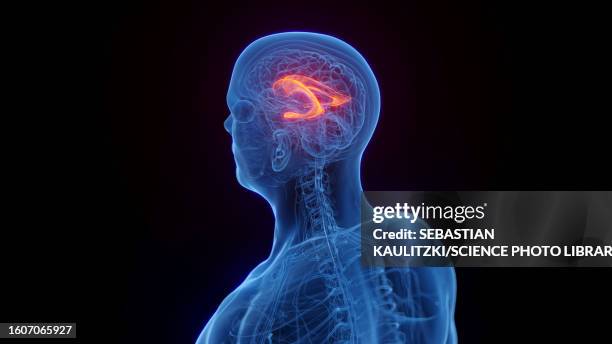 lateral ventricle, illustration - choroid plexus stock illustrations