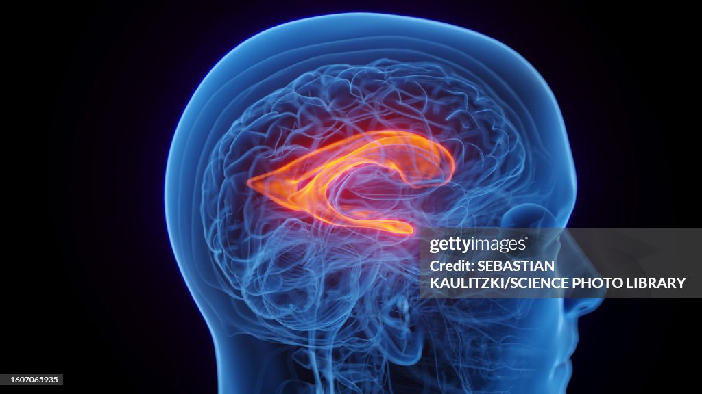 Lateral ventricle, illustration