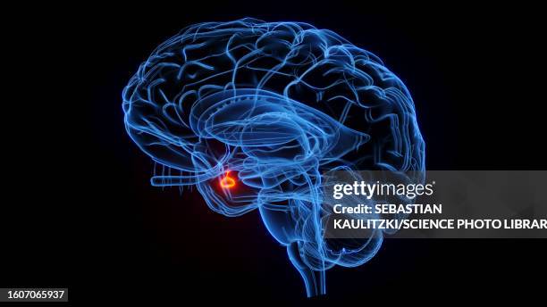 pituitary gland, illustration - human gland stock illustrations