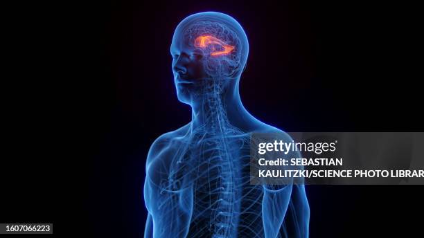lateral ventricle, illustration - choroid plexus stock illustrations