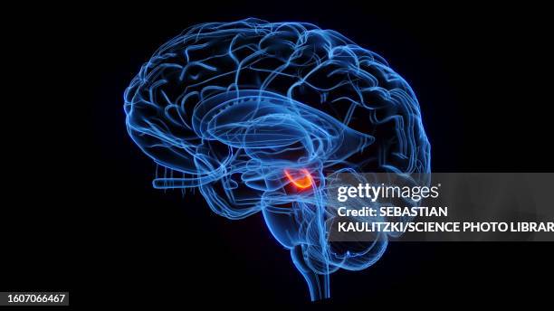 bildbanksillustrationer, clip art samt tecknat material och ikoner med substantia nigra, illustration - basal ganglia