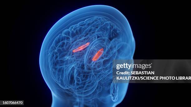 medial globus pallidus, illustration - biomedical animation stock pictures, royalty-free photos & images