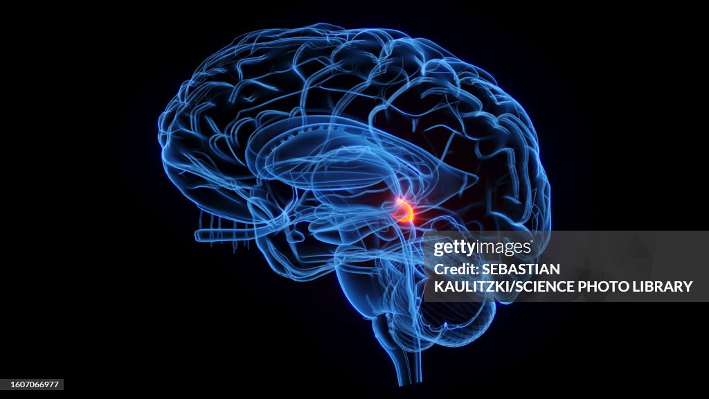 Superior colliculus, illustration