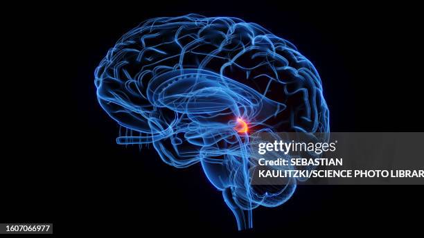 superior colliculus, illustration - concentration stock illustrations