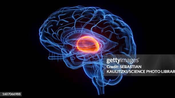 illustrations, cliparts, dessins animés et icônes de thalamus, illustration - thalamus
