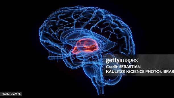 third ventricle, illustration - diencephalon stock illustrations