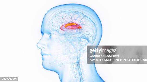 the putamen, illustration - acetylcholine stock illustrations