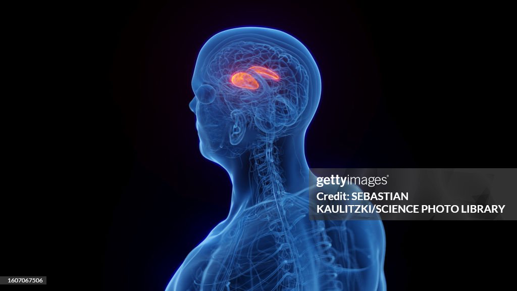 The putamen, illustration