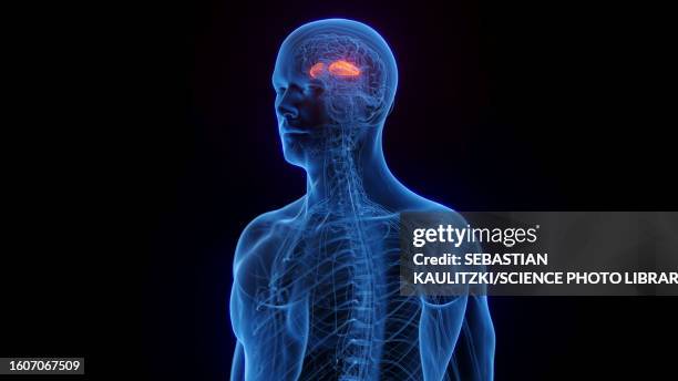 the putamen, illustration - acetylcholine stock illustrations